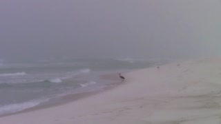 Birds on a Foggy Beach