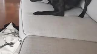 Quarantine zoomies have gotten the best of this doggy