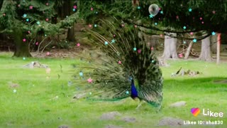 Peacock 🦚 dance