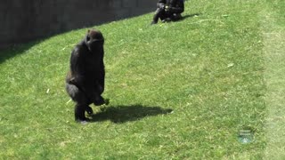 Twycross Zoo Gorilla Family After The Lockdown