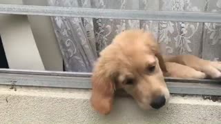 Golden Retriever puppy is overly-excited to see her owner