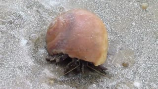 Sea Crab Got Stuck In His Head Shell