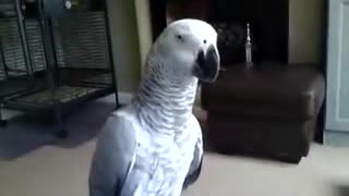Parrot Says Don't Touch Me