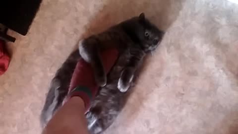 Cat likes stroking foot