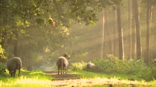 sheep morning sunshine