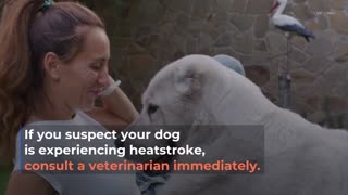 Five Ways to protect your dog from heatstroke