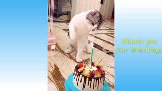 Funny Animals Compilation Making Laugh