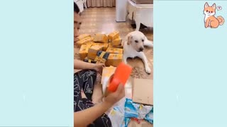 Cute puppies and dogs being smart at it
