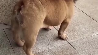 Funny Dog Lion video
