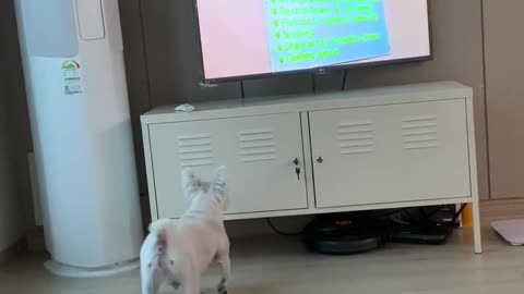 Puppy excited to watch Dog TV