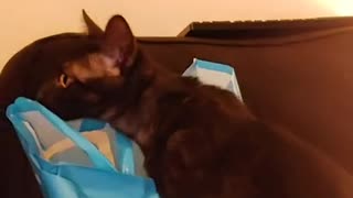 Kitten tries to steal groceries