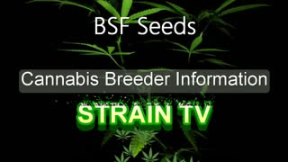 BSF Seeds - Cannabis Strain Series - STRAIN TV