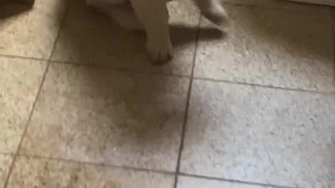 Golden retriever puppy plunging toilet