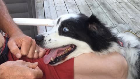 Smart Aussie sticks tongue out at owner for hilarious game