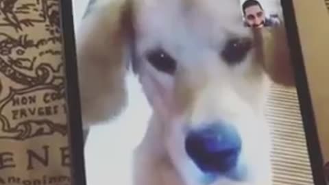 A very cute dog in FaceTime