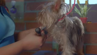 Hairdresser combing the hair of a small dog