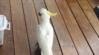 Clever Cockatoo Opens Locked Tub for a Snack
