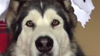 Malamute shows off ghost ear puppets