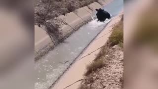 buffello swimming in pakistan