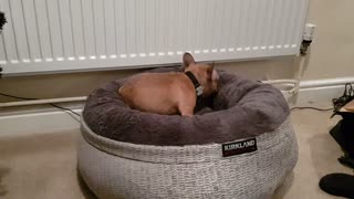 Frenchie puppy introduced to new bed, absolutely loves it