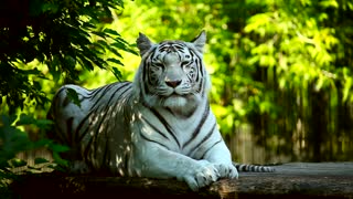 White tiger resting in the woods #tiger