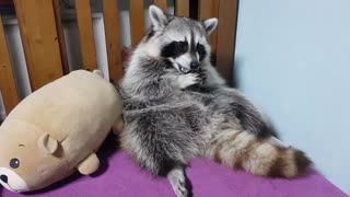 Raccoon chewing gum before going to bed