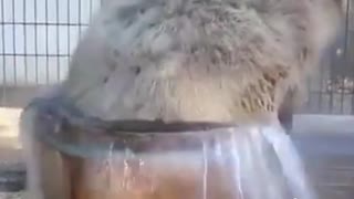 Capybara enters your spa