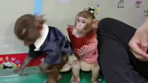 Breeder and monkey sharing hawthorn cake