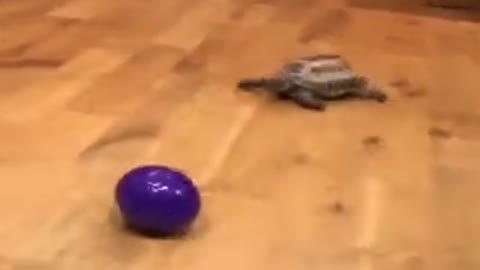 Turtle that is playing with a ball