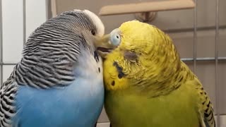 Most Beautiful Couple of Parakeet Birds