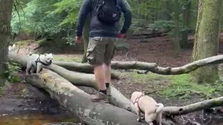 Dog fails: Pug falls off log into the water