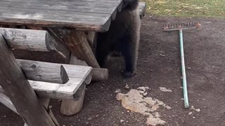 Bear Boogies on Park Bench