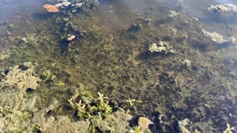 Thousands of tadpoles feeding on algae in Florida pond