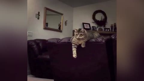 Cat Is Done Hitting Balloon
