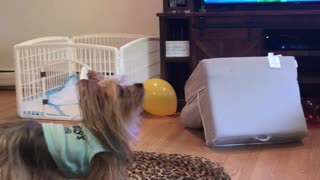 Pooch Plays Bounce the Balloon
