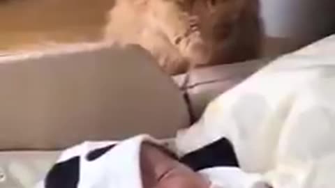 Kitten so gentle with a new born baby amazing