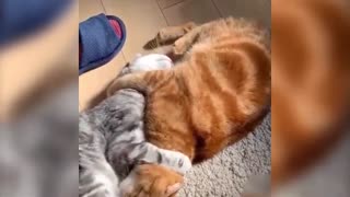 Super funny cats and dogs ever