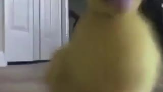The fastest duckling in the world