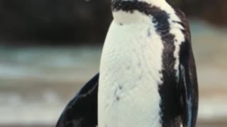 cute penguin video