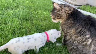 Sweet Dalmatian puppy meets gentle & loving cat