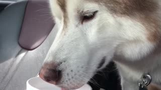 Cute husky confused about ice water!