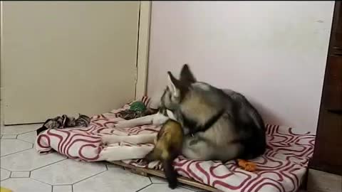 Pet ferret challenges husky to play fight