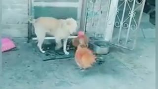 Dog fighting vs. chicken Funny Videos going crazy