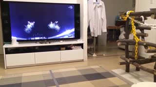 TOP 10 dog barking videos compilation 2016 Funny dogs