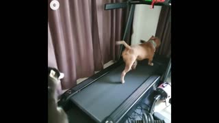 Really funny dogs running on treadmill