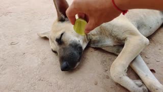 Wooow amazing lemon prank dog