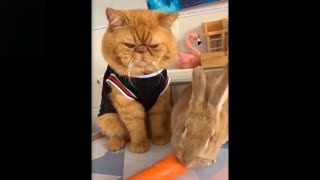 Funny Cute Baby Animals Pets Compilation