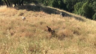Dog Makes Friends with Wild Fawn
