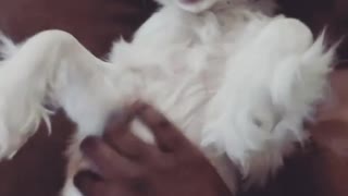 Cute dog love his belly rubs