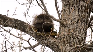 North American Porcupine Enjoys a Snack in a Tree